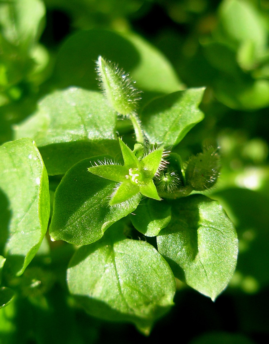 Stellaria pallida / Centocchio senza petali